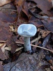 Hypomyces papulasporae
