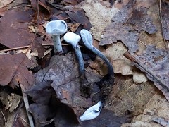 Hypomyces papulasporae
