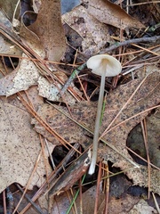 Entoloma conicum