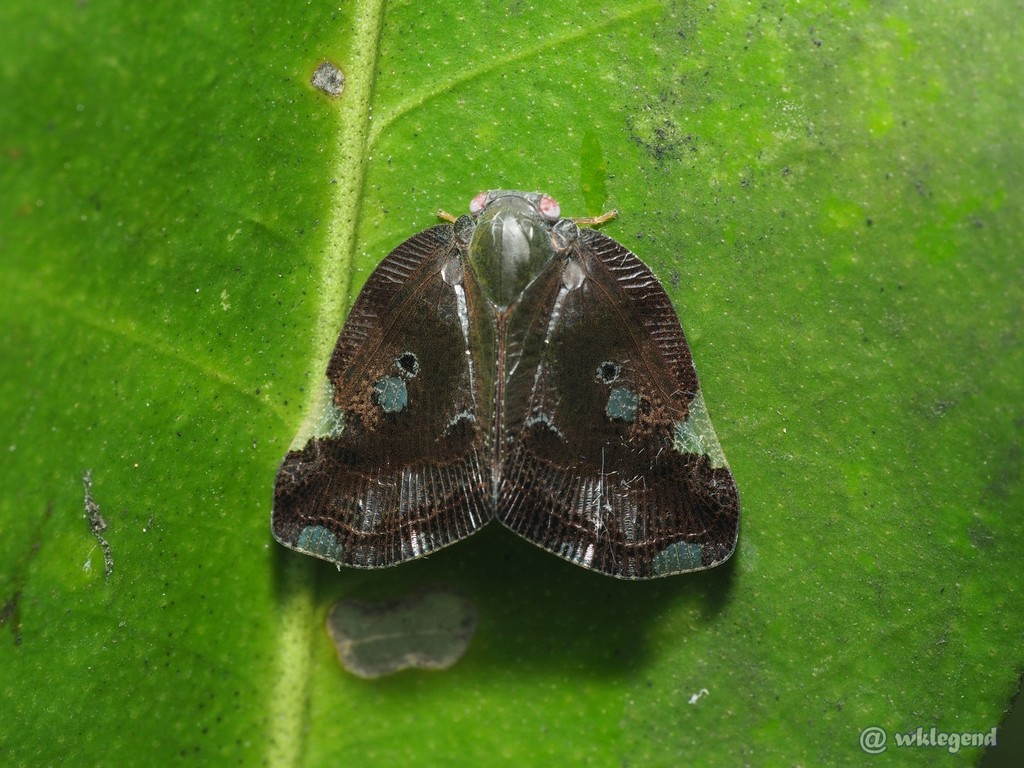 Ricania marginalis