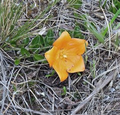 Philibertia lysimachioides