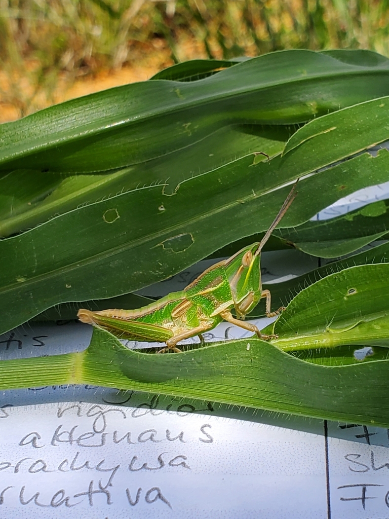 Hemicharilaus