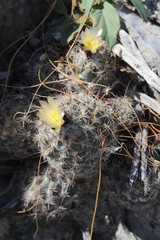 Coryphantha durangensis