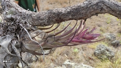 Tillandsia seleriana