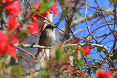 Passer domesticus