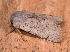 Perigrapha rorida