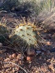 Opuntia chlorotica