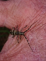 Hexatricha pulverulenta