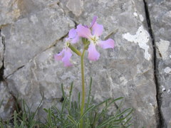 Matthiola perennis