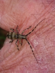 Hexatricha pulverulenta