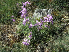 Matthiola perennis