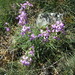 Matthiola perennis - Photo (c) Ana Molina, some rights reserved (CC BY-NC), uploaded by Ana Molina