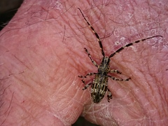 Hexatricha pulverulenta