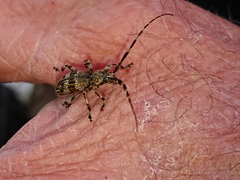 Hexatricha pulverulenta