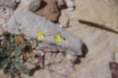 Chylismia multijuga