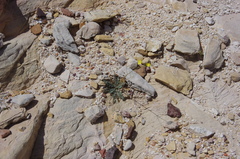 Chylismia multijuga