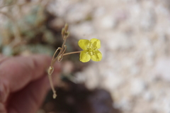 Chylismia multijuga