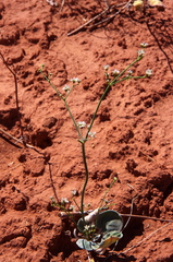 Eriogonum exaltatum