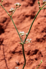 Eriogonum exaltatum