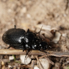 Licinus