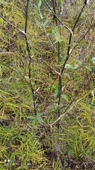 Guadua paniculata