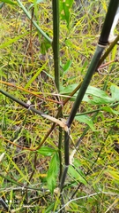 Guadua paniculata