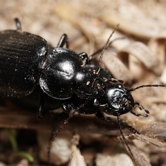 Licinus