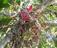 Tillandsia bulbosa