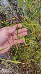 Guadua paniculata