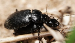 Licinus