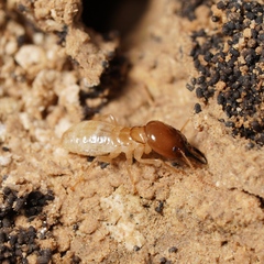 Anacanthotermes ubachi