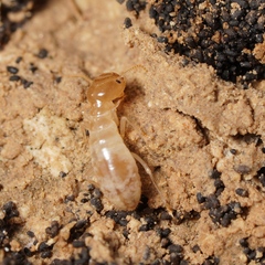 Anacanthotermes ubachi