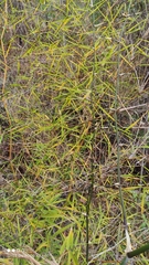 Guadua paniculata