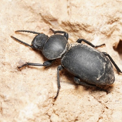 Tentyria herculeana