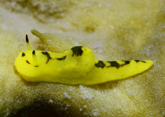Notodoris gardineri