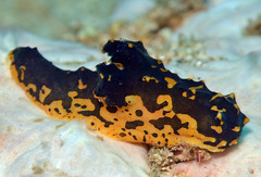 Notodoris gardineri