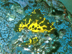 Notodoris gardineri