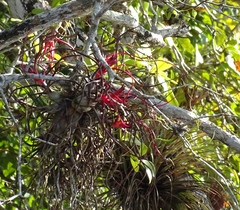 Tillandsia bulbosa