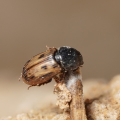 Aphodiinae