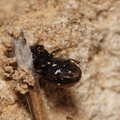 Aphodiinae