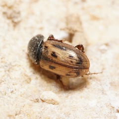 Aphodiinae