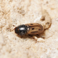 Aphodiinae