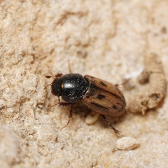 Aphodiinae