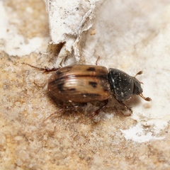 Aphodiinae