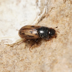 Aphodiinae