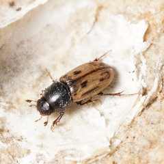 Aphodiinae