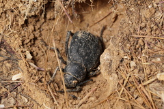 Pimelia derasa derasoides