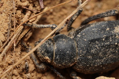 Pimelia derasa derasoides