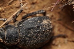 Pimelia derasa derasoides