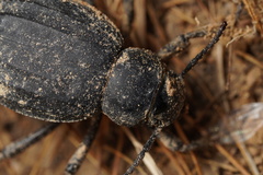 Pimelia derasa derasoides